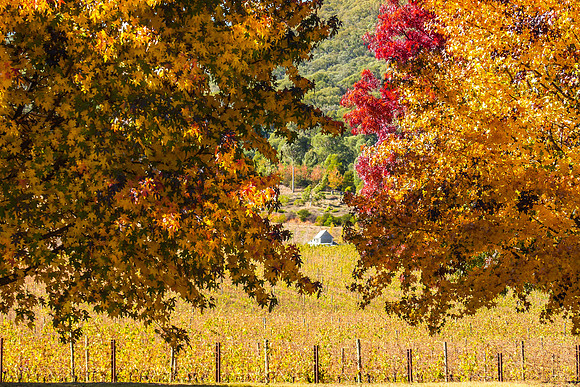Autumn Winery