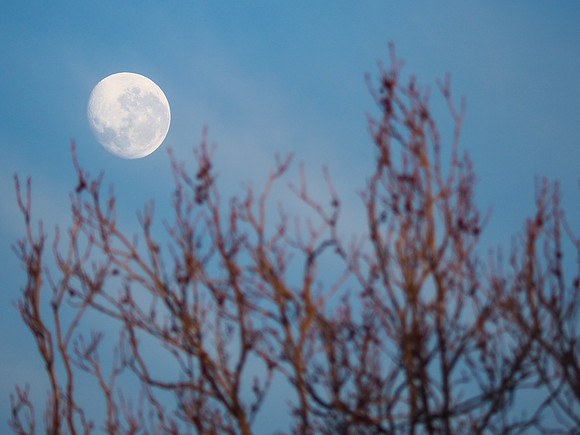Winter Moon