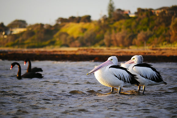 Birds on the Bay