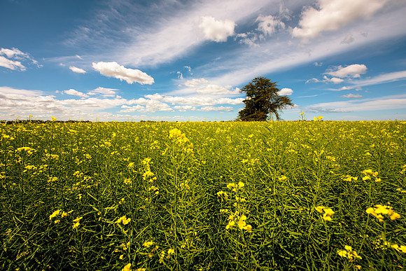 Golden Fields