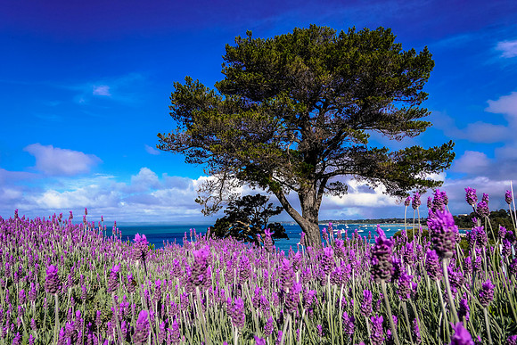 Portsea in Spring